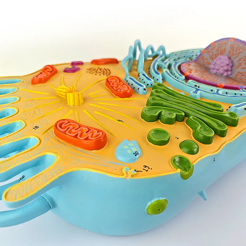 Eukaryotic Cell Structure Model, Eukaryotes, Cell Biology, Teaching