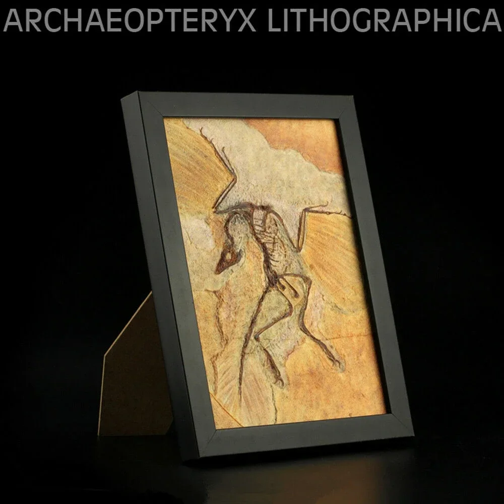 

Vitae Archaeopteryx lithographica Fossil Photo Frame Dinosaur Toys Animal Collector Decoration Adults Gift