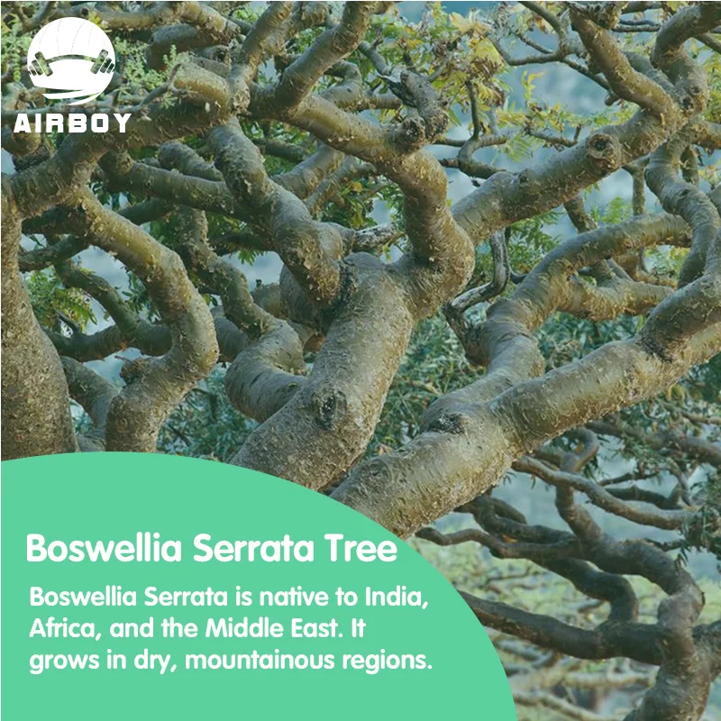 Boswellia Serrata Extract Capsules - Joint Support, Joint Pain Relief, and Joint Flexibility Enhancement