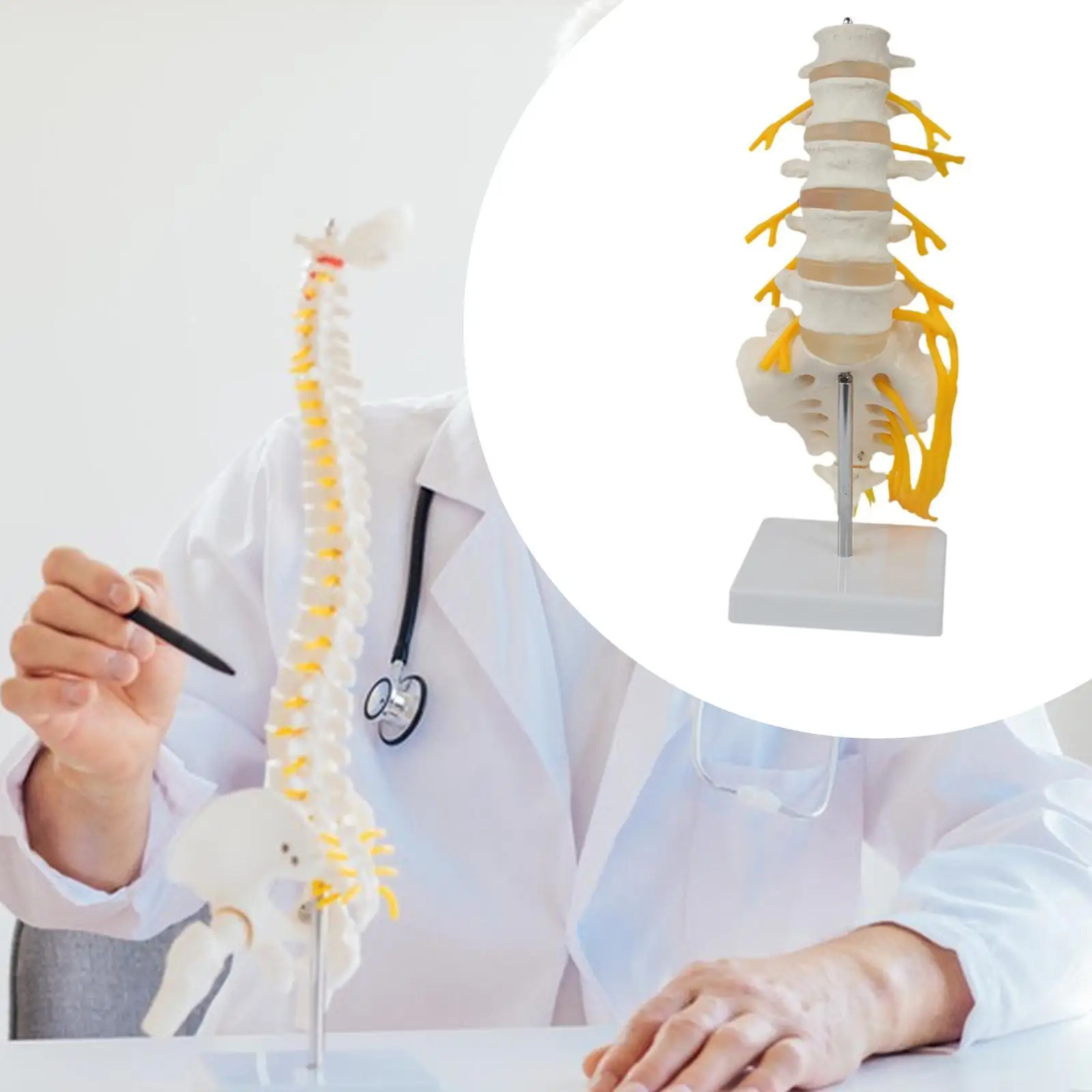 

Human Spine Model 5 Sections Teaching Decoration Learning Vertebral Column Model Spinal Cord Model for Education Tool