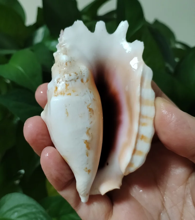 8CM-9CM True Conchs Natural Strombidae Seashells Home Office Fish Tank Decorations Ornaments Sea Shells Collection Conch Gifts