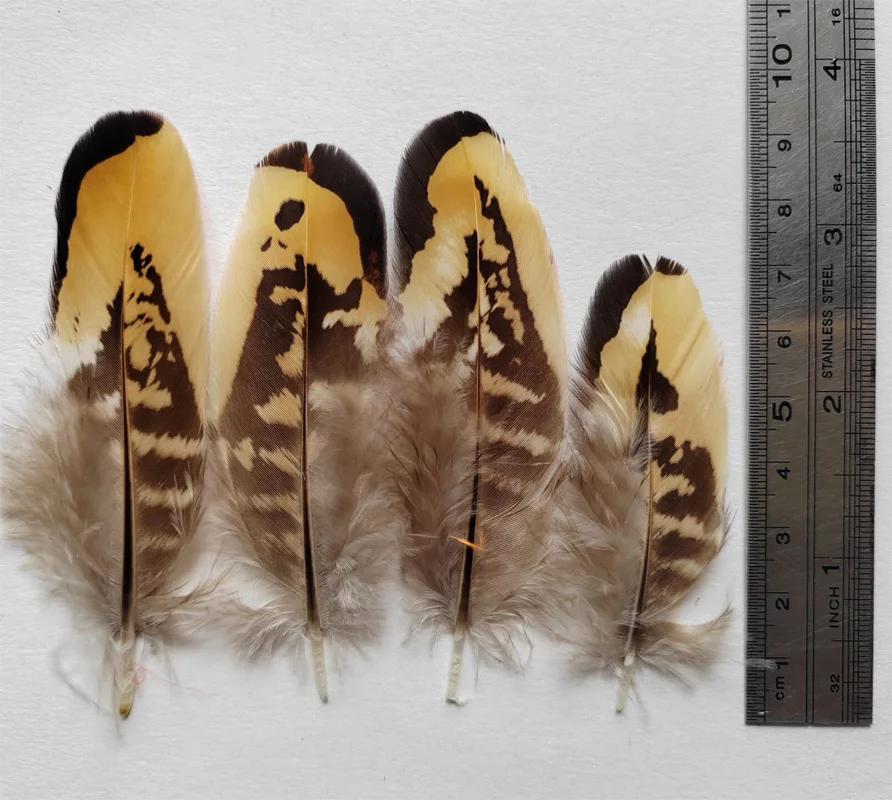 50Pcs/Lot  Nature Brown&Yellow REEVES VENERY PHEASANT WING FEATHERS,Loose Reeves Quill Feathers,plumas para manualidades