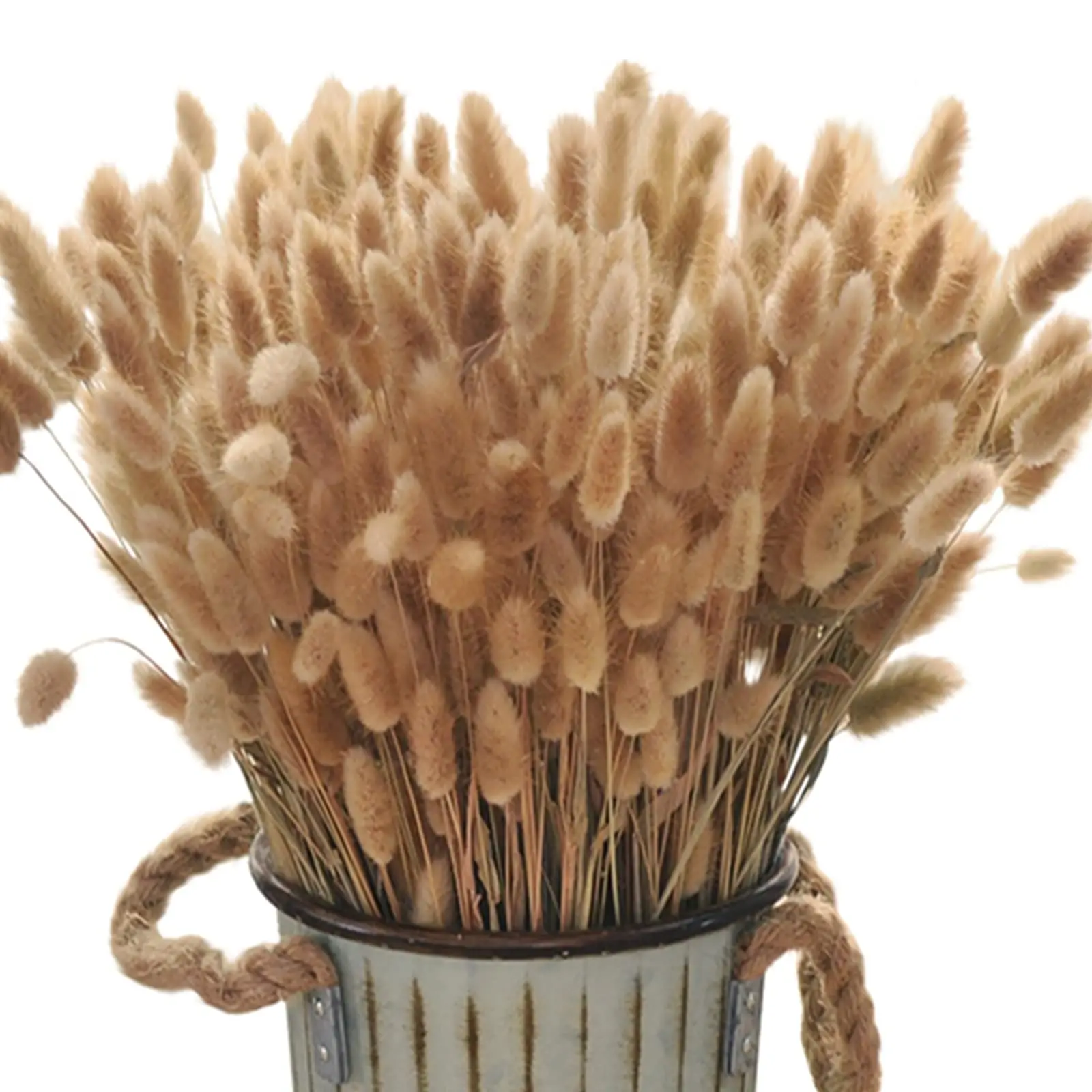 200 adet tavşan kuyruğu kurutulmuş çiçekler, doğal tavşan kuyruğu çim vazo için, Boho Lagurus Ovatus düğün için, ev dekor fotoğraf sahne çiçek