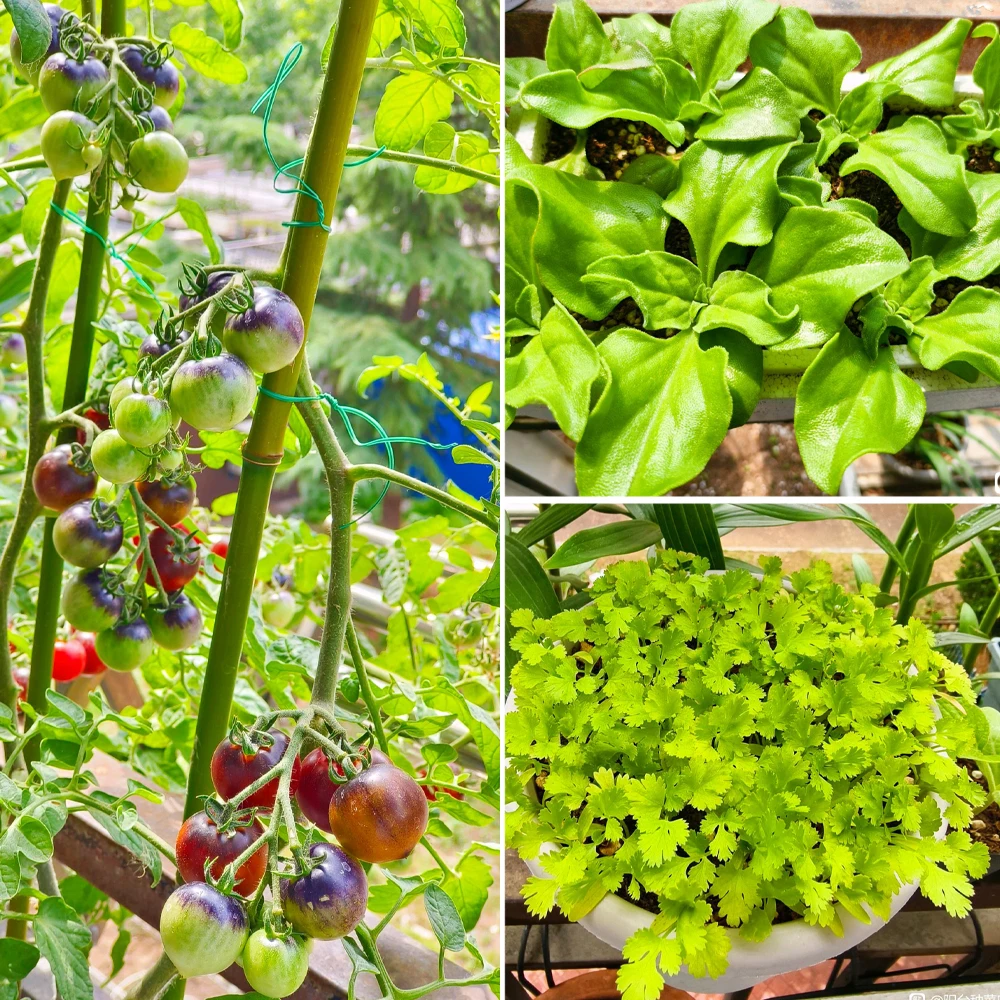 30 جرام فطر التحكم الحيوي المتقدم من Purpureocillium lilacinum لتحقيق Nematode الأسمدة الميكروبية لخصوبة التربة