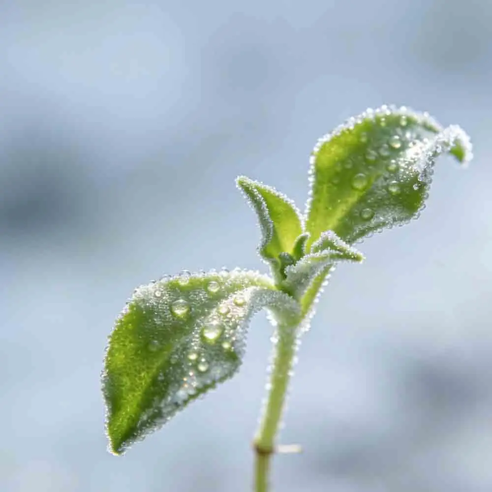 

Бесколлекторный двигатель T-HOBBY F40PROV 2306.5 для гоночных дронов, версия FPV Freestyle, запчасти для DIY RC дронов