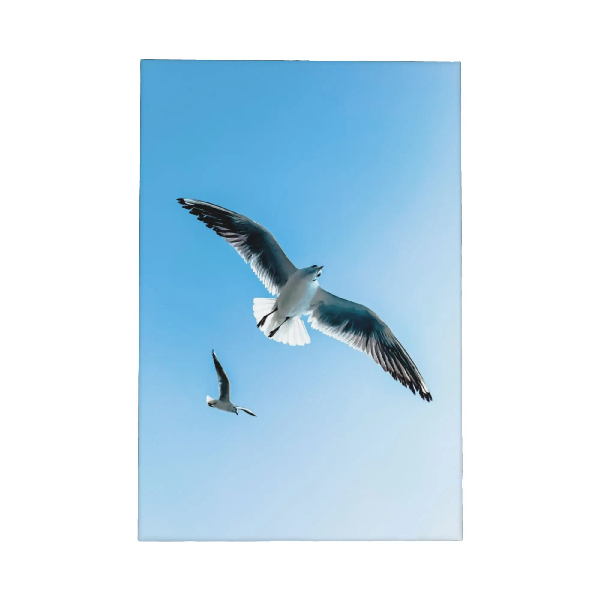 Seagull Canvas Fram…