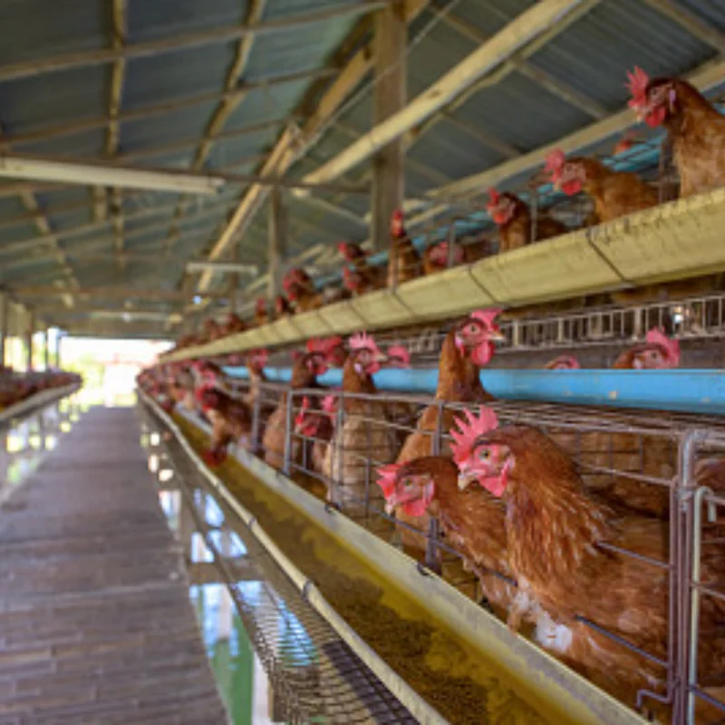 

For WLtoys 1/24 244016 LOSI 1/24 Micro-B Front Steering Cup RC Car Metal Upgrade Accessories Parts