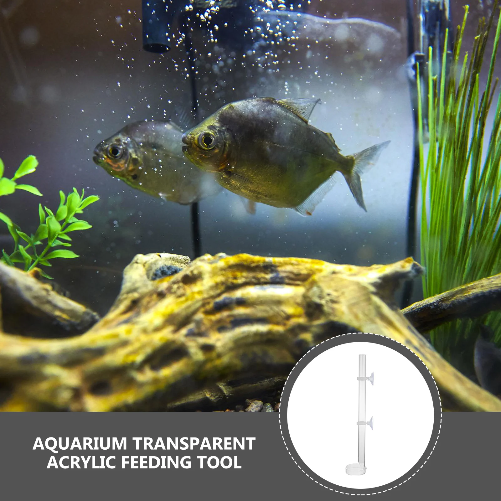 

1 set Aquarium Feeder Tube Fish Tank Acrylic Transparent Shrimp Feeding Tool Sucker Mount Food Container Accessory Pet Supplies