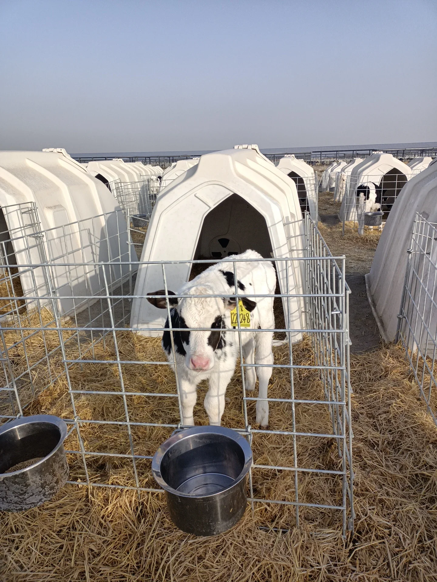 Reinforced Calf Plastic Calf Hutches without Fence