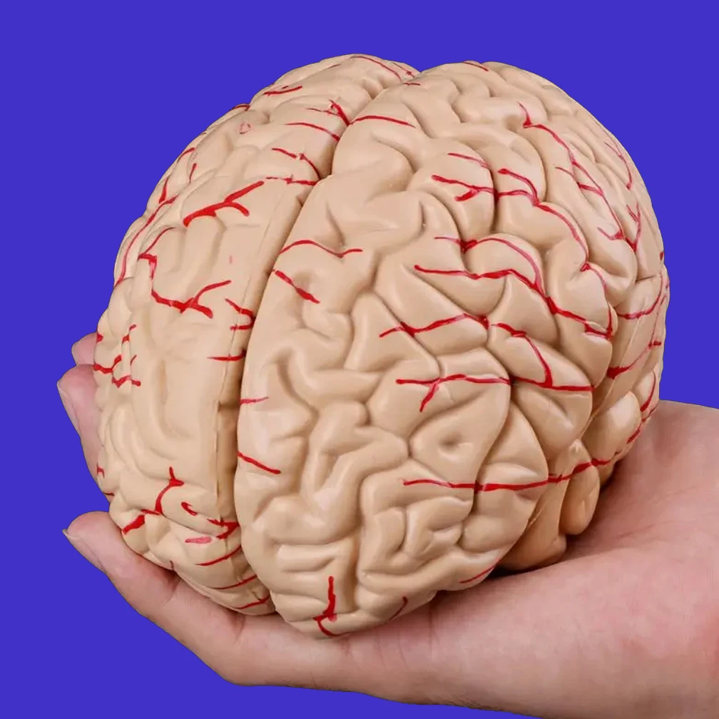 Life Size Adult Brain Model Simulation 8-Part PVC Anatomy Teaching Tool Kid Early Education Cognition 3D Human Head Model 