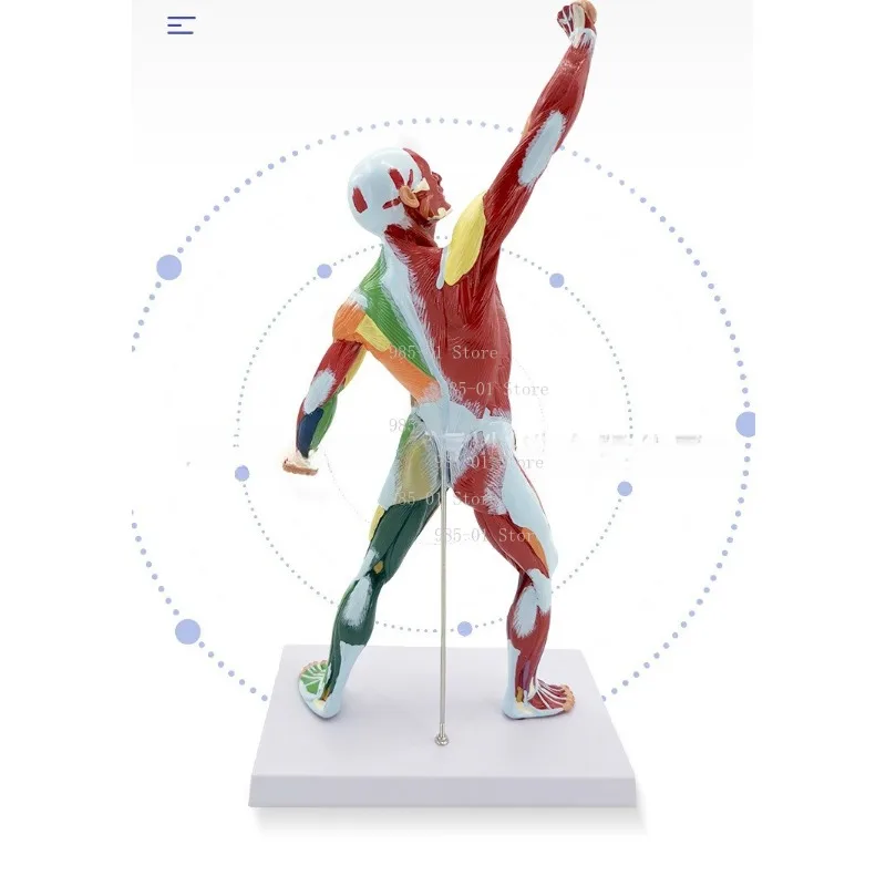 80CM human anatomy model, detachable muscles & internal organs for anatomical study