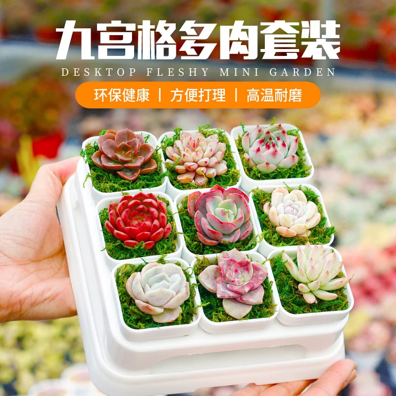 

High Quality Resin Succulent Plant Flowerpot Combination Garden Mini Thickened Seedling Pot Plant Root Control Tools