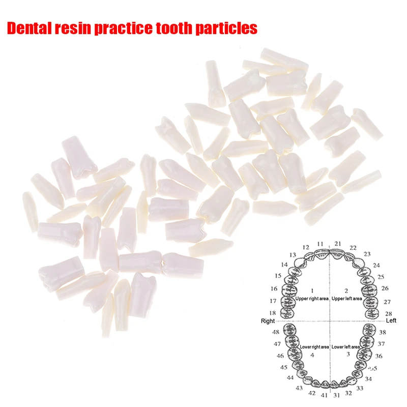 10/28/32PCS Dental Model Teeth For Preparation Single Tooth Model Fit Dentist Teaching Studying Models Resin