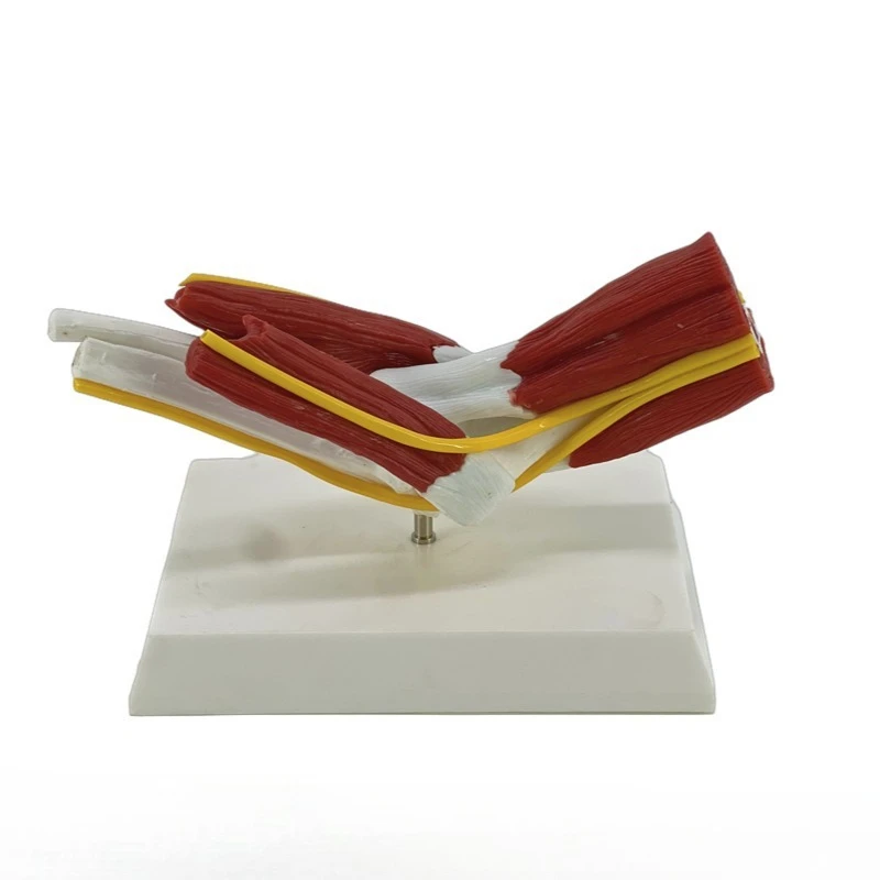 

Human elbow joint attached muscle model elbow joint movement teaching display orthopedic fitness demonstration