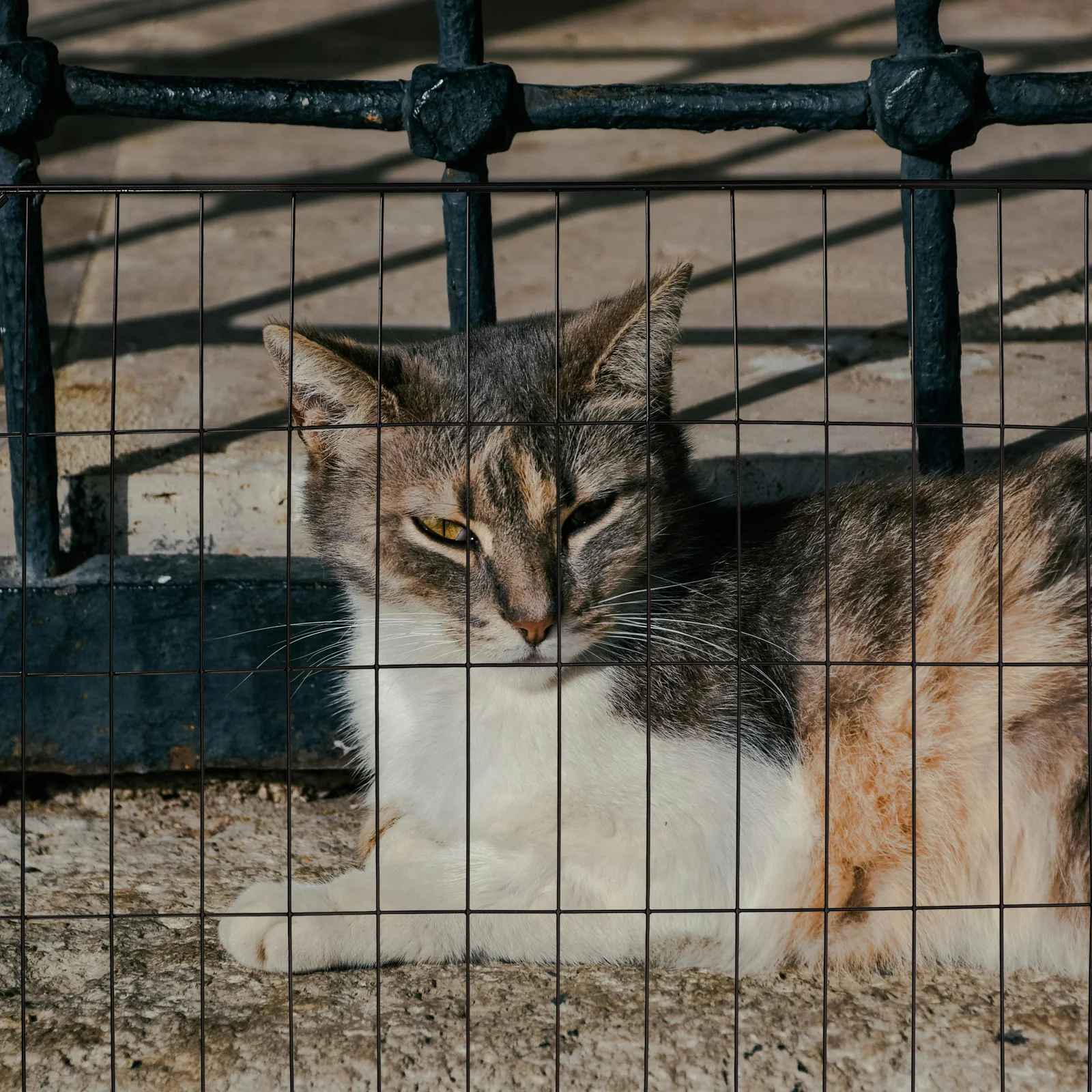 

Pet Cage Accessories 35x45 Wire Door for Cat Rabbit Dog Playpen Fencing Iron Mesh Villa DIY Assemble Pet Fence Gate