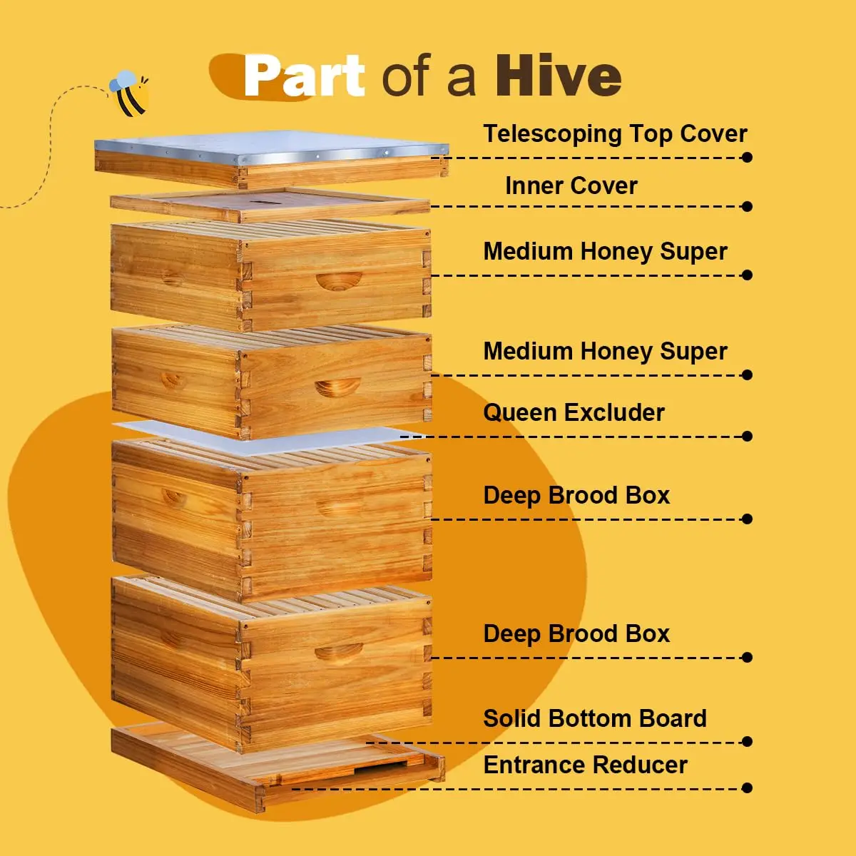 100% Beeswax Coated 10 Frame Langstroth Beehive Includes 2 Deep Bee Boxes 2 Medium Supers Beekeeping Hive Ki