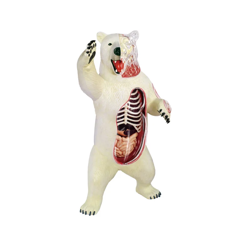 4D Vision Animal Polar Bear 36 Parts Detachable Organs Anatomy Model Medical Classroom Supplies Teaching Free Shipping