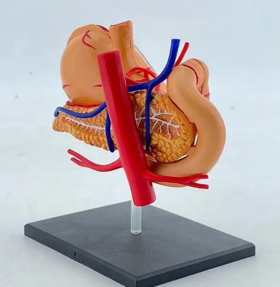 Medical Sciences Digestive System 4D Detachable Stomach Anatomical Model Human Anatomical Organs  Educational Equipment