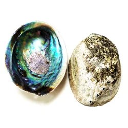 13-14 CM Large Abalone Shell Bowl Natural Bulk (Pāua) Abalone Shell Smudge Bowl Incense Burner for Sage Burning Home Décor