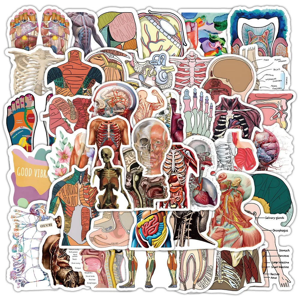 10/30/50/100PCS Human Anatomy Stickers Human Organs Medical Knowledge Graffiti Decoration Suitcase Notebook Waterproof Stickers