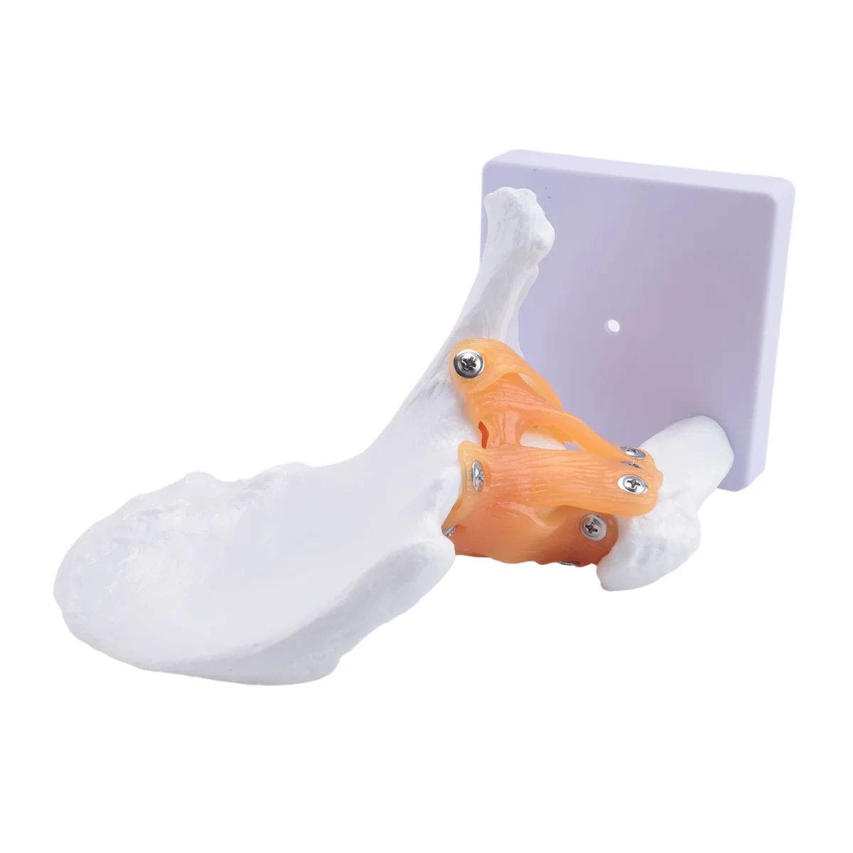 Gfc-Life ขนาดกายวิภาคสะโพกร่วมรุ่นโครงกระดูกมนุษย์ Anatomy การออกกําลังกายกระดูกกระดูกปวดทรัพยากรการสอน