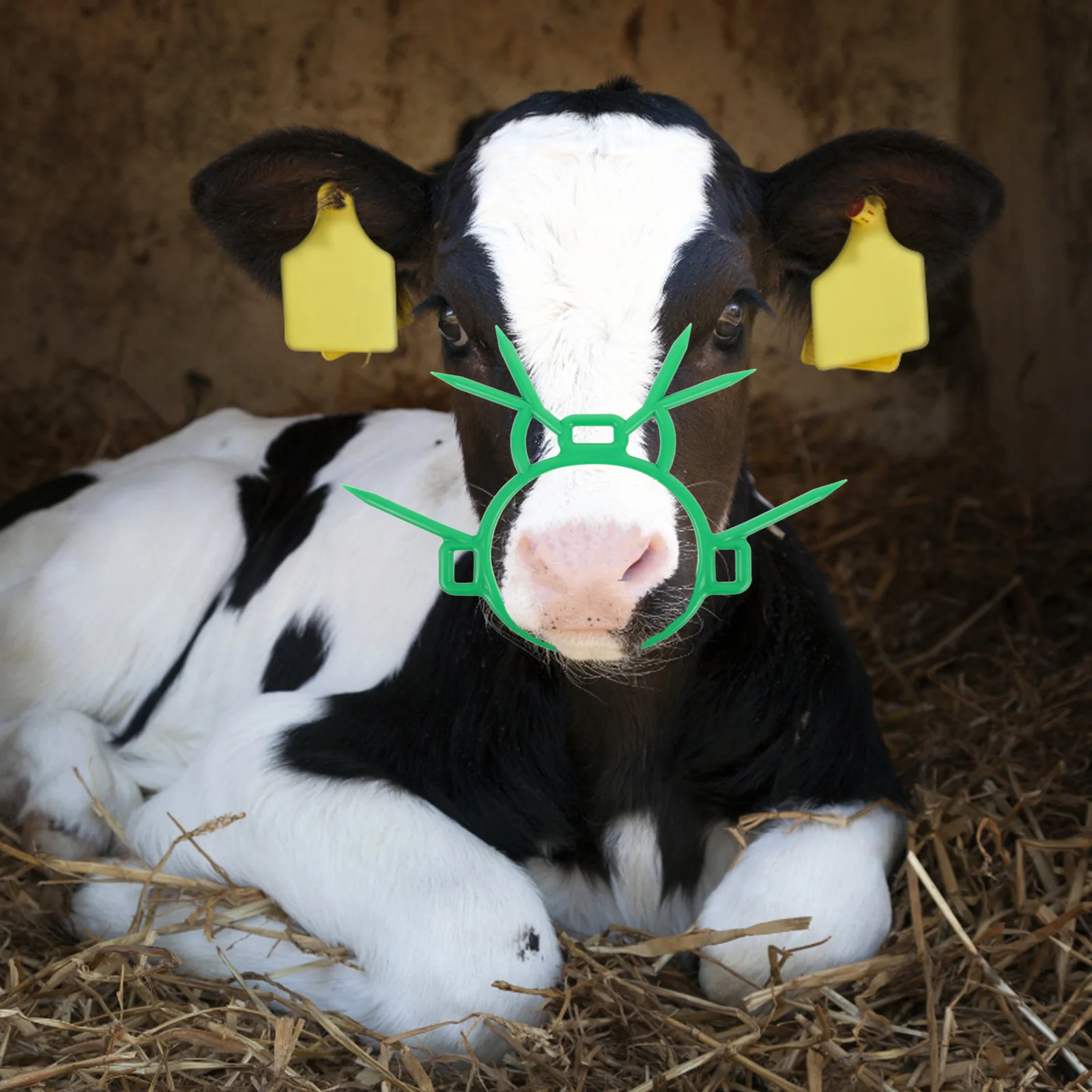 

Calf Weaning Nose Ring Plastic Cow Nose Thorn Farm Weaner Tool Livestock Cattle Device Prevent Milk Sucking Calf Weaner Tool