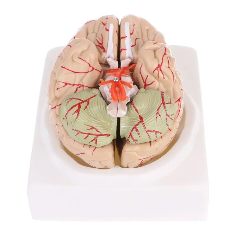 Disassembled Anatomical Human Brain Model Anatomy Medical Teaching Tool