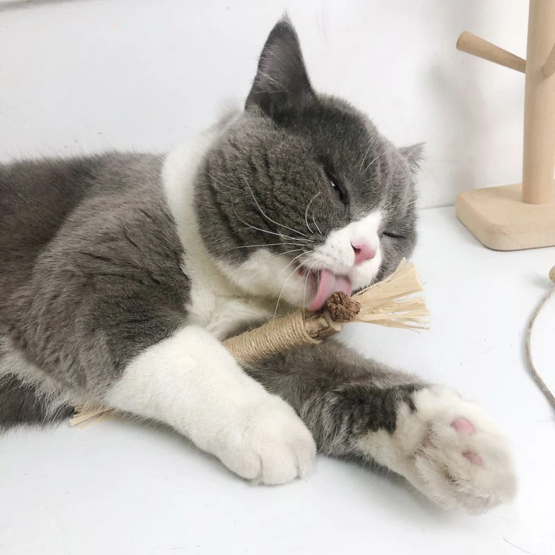 Natural Matatabi Pet Cat Snacks Sticks Cleaning Tooth Catnip Cat Toys Actinidia Silvervine Pet Toy For Cats Accessories