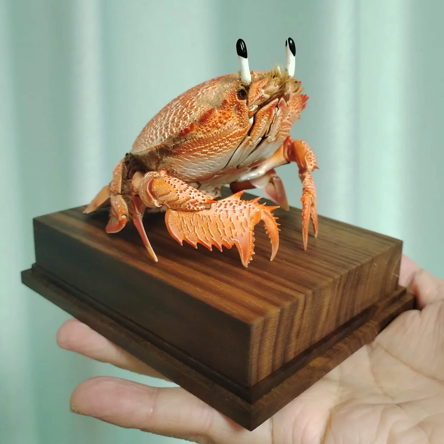 Real Spanner Crab Specimen Authentic Ranina Crab Taxidermy Unique Collectors Home Decor Handicrafts Ideal Gift for Nature Lovers
