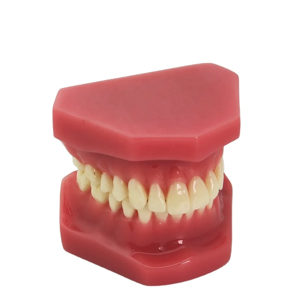 

DentalS Models Training Products/dentalS Research Models