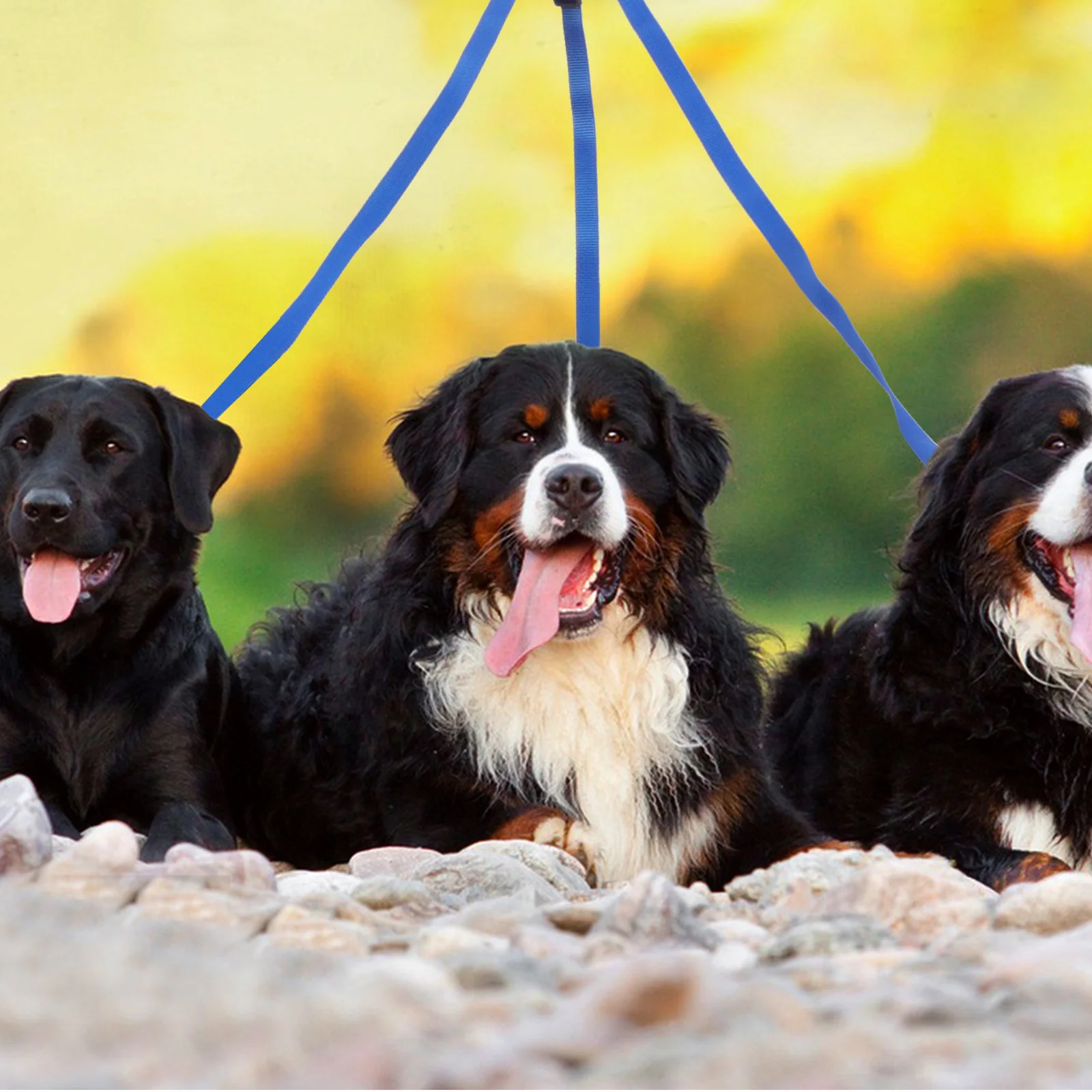 

3-In-1 Pet For Dogs Pp Webbing Dog Leash Traction Rope Durable Lightweight Traction Rope Walking Running Outdoor Training Pets