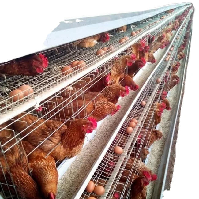 

Poultry house capacity 250 chickens with 4 tiers layer chicken cage for hens