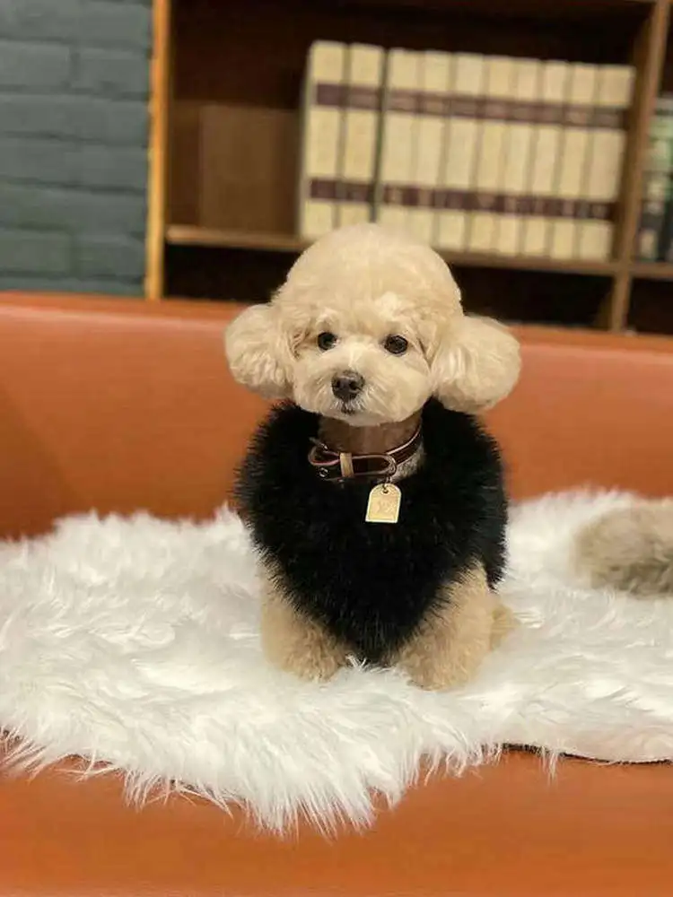 Puppy Clothes Winter Warm Dog Traction Vest Back