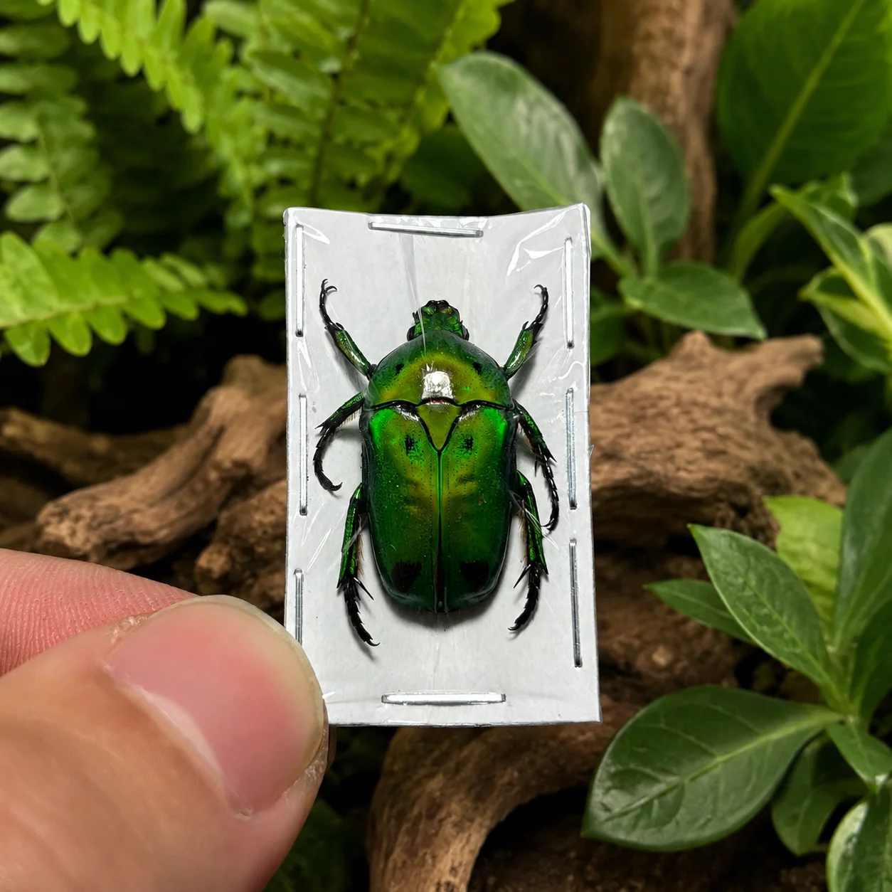 1/2/5/10pcs Fiery Green Flower Beetle, Heterorrhina sexmaculata sexmaculata, Unmounted, real, dried, preserved (ONE)