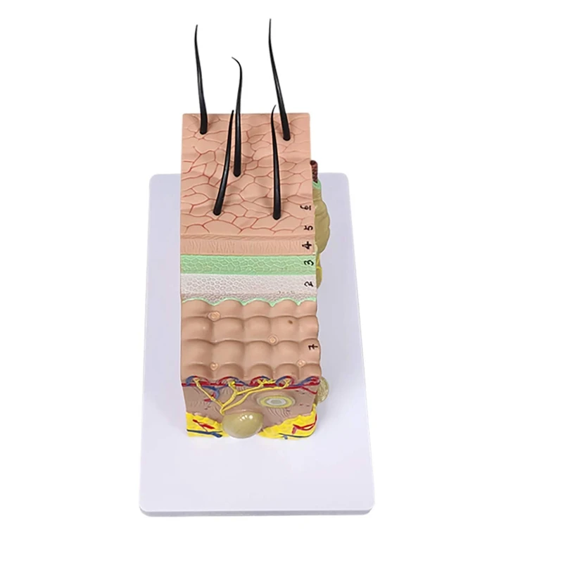 Skin Model, 35X Enlarged Anatomical Model Anatomy For Science Classroom Study Display Teaching Model