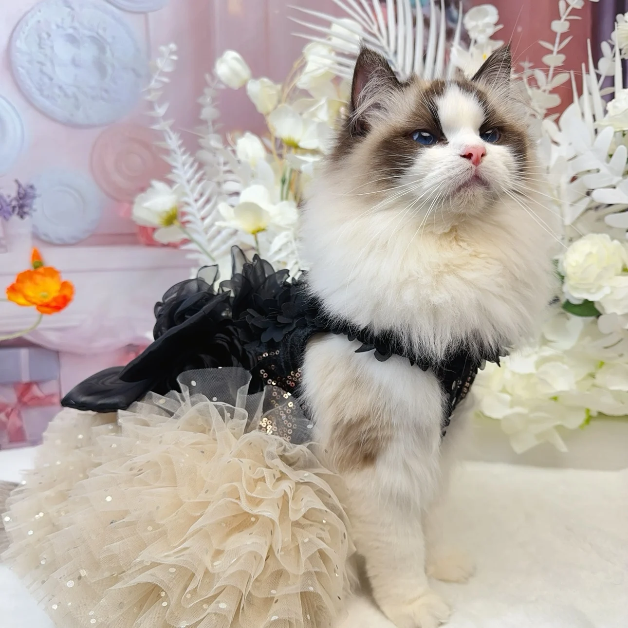 

Handmade Luxury Black Velvet Sequin Dog Dress Weddings Parties Photoshoots Elegant Flower Pet Tutu Beige Sequin Skirt Small Cat
