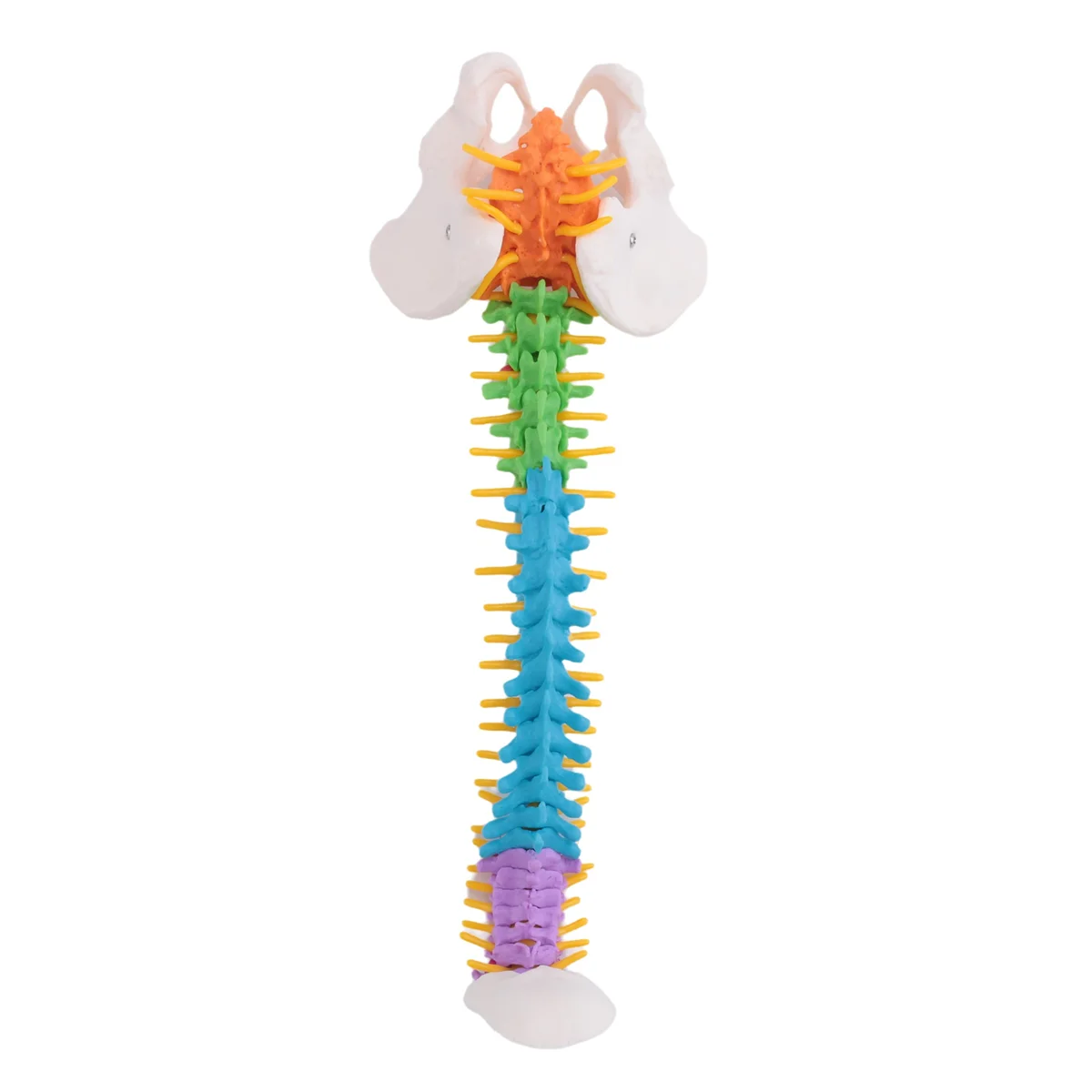 45Cm with Pelvic Human Anatomical Anatomy Spine Spinal Column Model Teaching Resources for Students