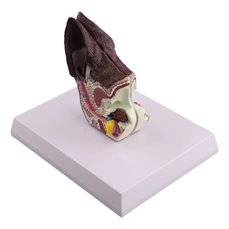 

Dog Ear Lesion Animal Anatomy Model Veterinary Science Auxiliary Teaching Canines Research Direct Shipment,Sick Dog Ears-AT81