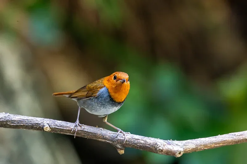 

Радиоуправляемая машина 8600E 1:22 4WD — 2,4G, 30 км/ч, высокоскоростной внедорожный дрифт (игрушка в подарок для детей)