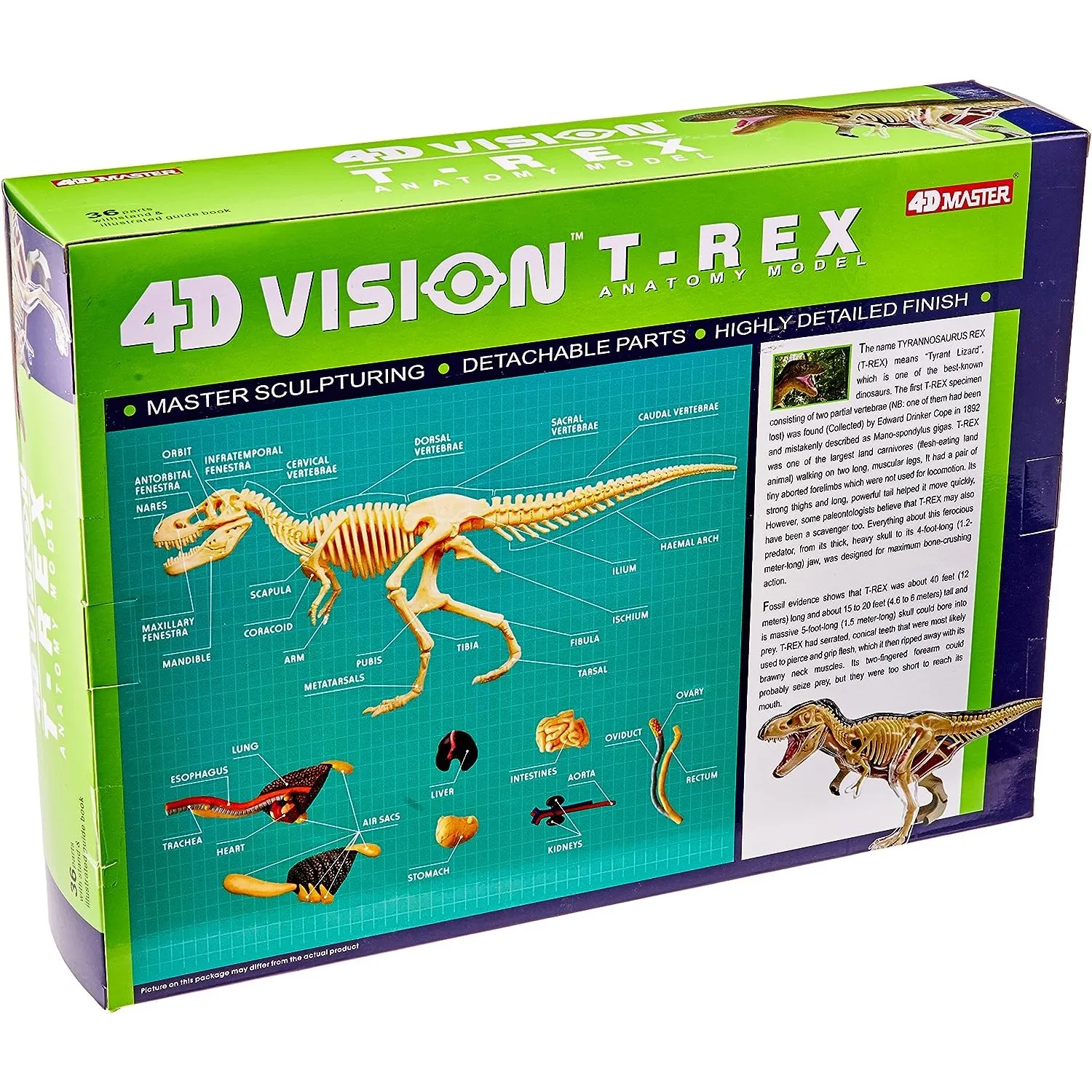 Modelo de anatomía t-rex 4D Vision