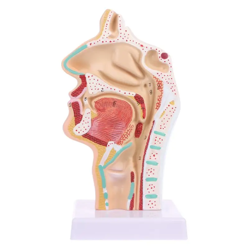 Human Anatomical Nasal Cavity Throat Anatomy Medical Model Teaching Tool мехмод стикеры для записей фильтр kategoria: geografia