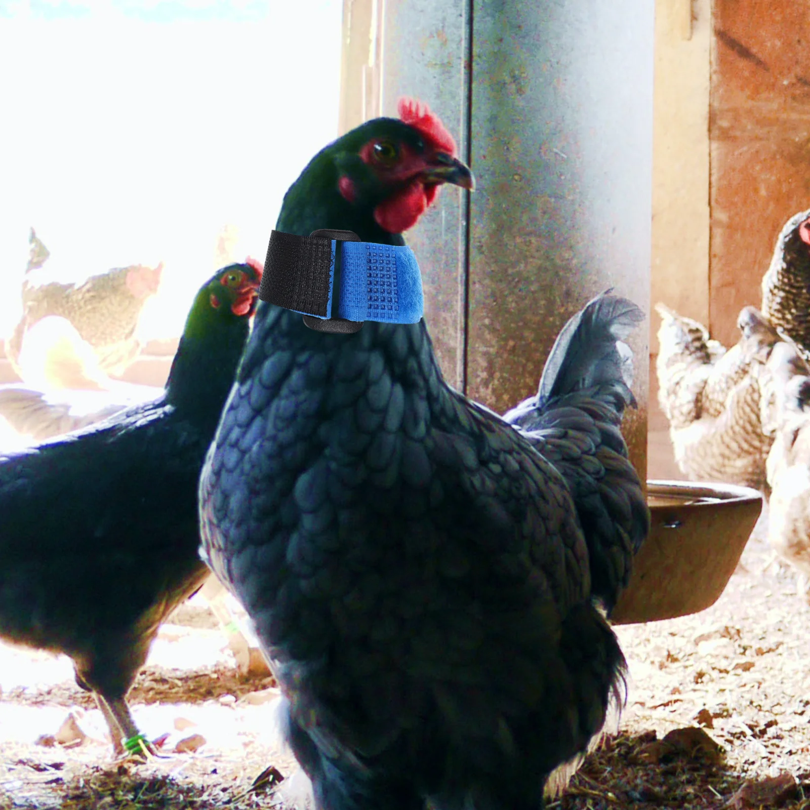 

2Pcs Chicken Collar Anti-Crowing Red Adjustable Neck Belt No Hook Design Soft Reusable Rooster Crowing-Proof Band for Small