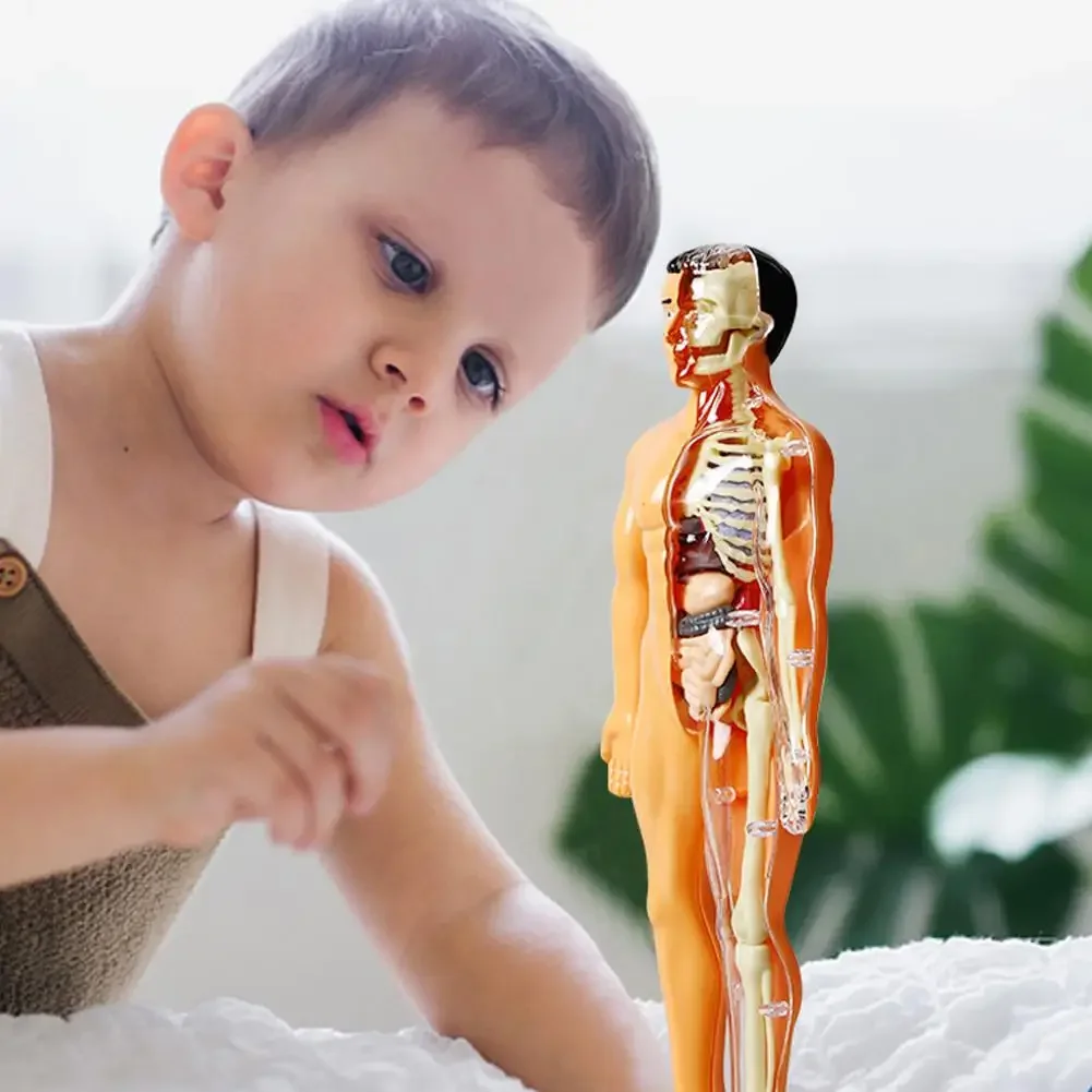 Children's Educational Toys 3D Human Body Torso Model for Kid Anatomy Skeleton Anatomical Diy Organ Models for Student Teacher