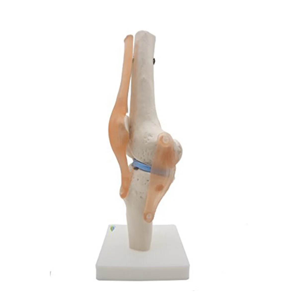 Anatomical Knee Joint with Ligaments Model, Life Size