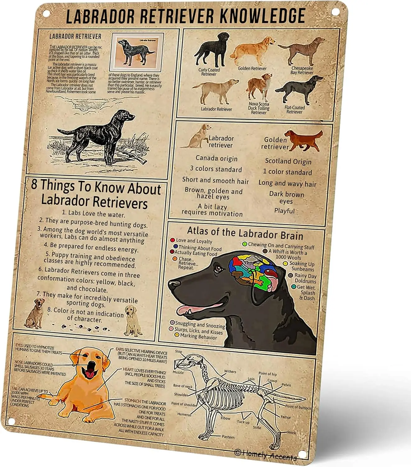 Labrador Retriever Knowledge Tin Sign, Vintage Metal Poster for Farmhouse, Bathroom Home Wall Decor Gift for Kids Labrador Enthu