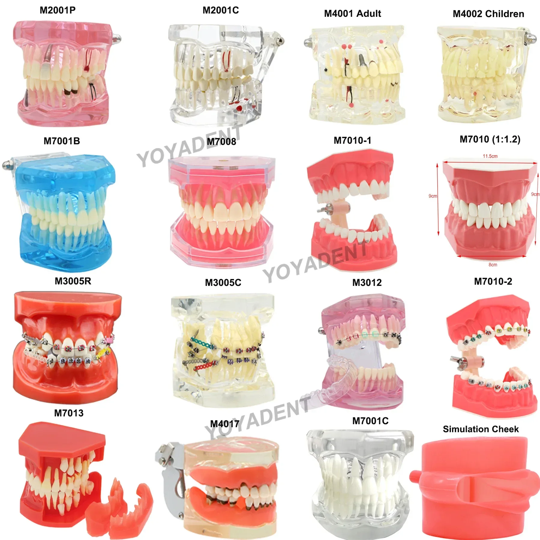 Multiple Types Dental Teeth Model Teaching Models Typodont Orthodontic Model For Studying Dentistry Products Demo