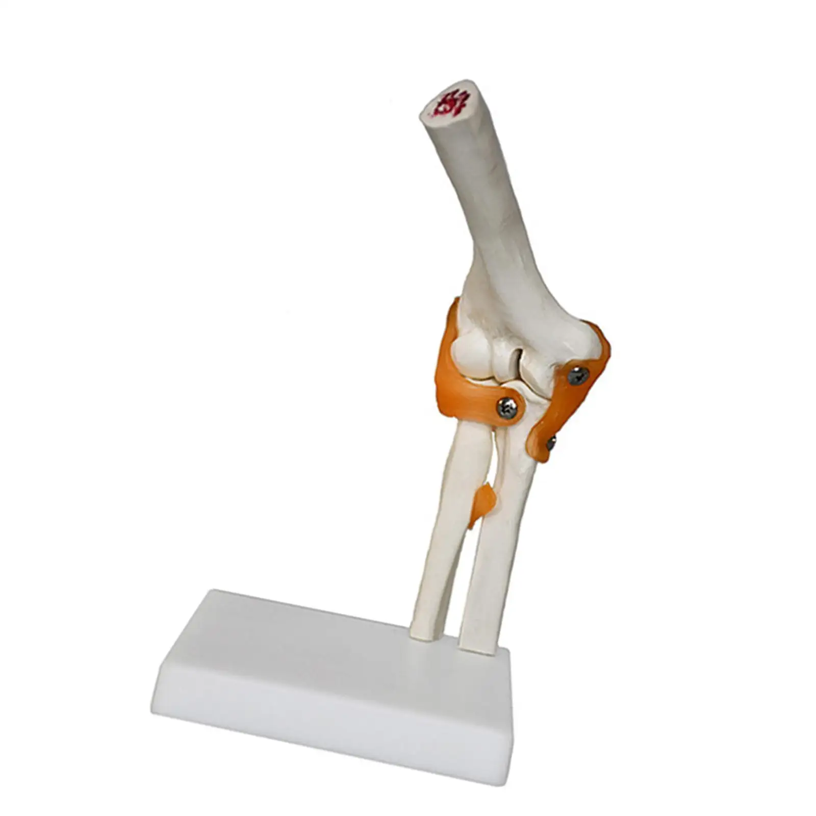 Модель локтевого сустава человека, медицинский легкий обучающий инструмент, образовательный прочный с связками, реалистичный для демонстрации исследований, науки