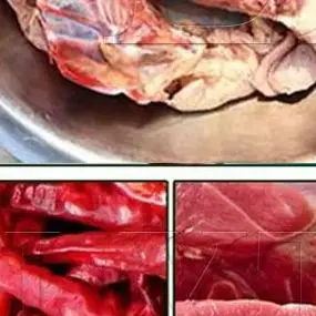 Electric Meat Grinders Splitting Minced Bone Fracture  Machine Fish Pork Chopper Food Processor  Ground Meat