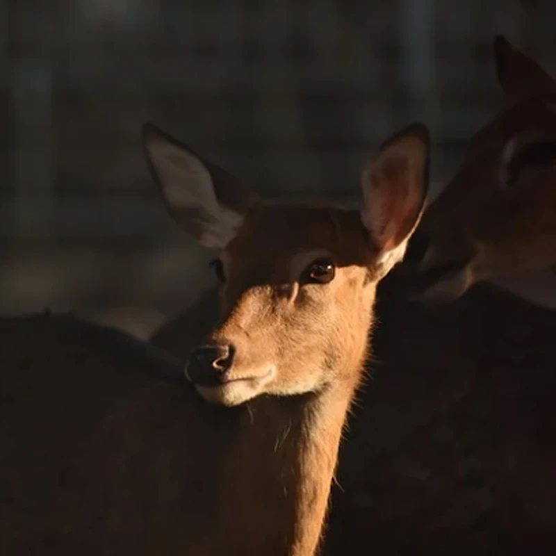 

Happymodel EX0802 19000KV 25000KV 1-2S Brushless Motor for RC FPV Racing Freestyle Mobula6 HD Tinywhoop Drones