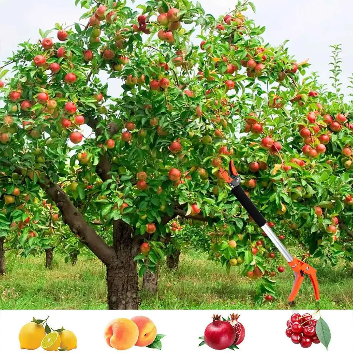 Podadora extralarga de 0,8-1,5 M, cortador de árboles y frutas, suministros de jardín, corte máximo de 1/2 pulgadas